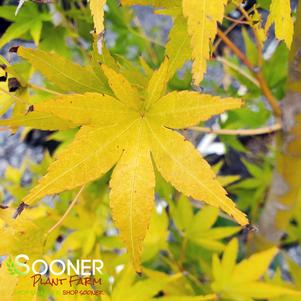 JAPANESE SUNRISE UPRIGHT JAPANESE MAPLE